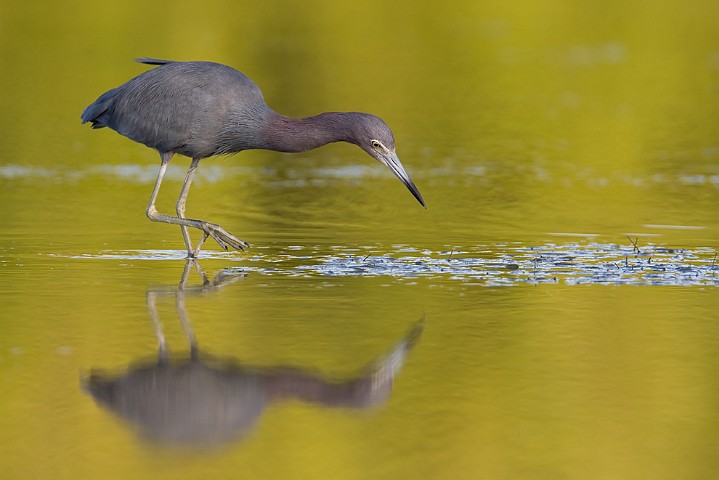 Blaureiher Egretta caerulea Little Blue Heron